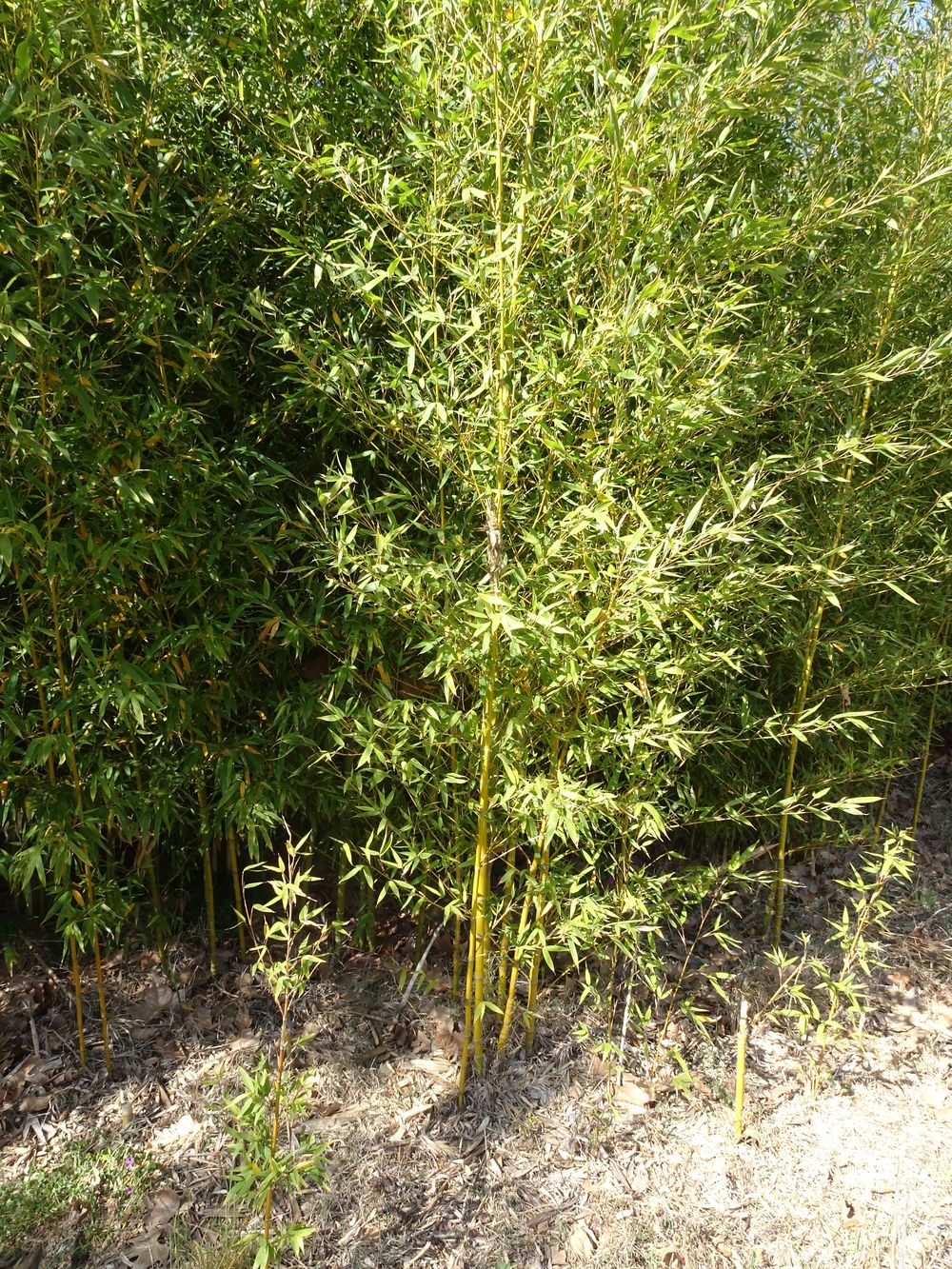 Phyllostachys aurea Carrière ex Rivière & C.Rivière, 1878