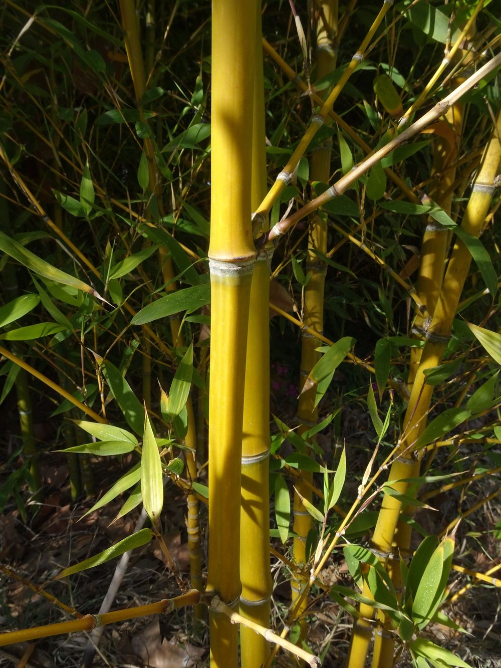 Phyllostachys aurea Carrière ex Rivière & C.Rivière, 1878