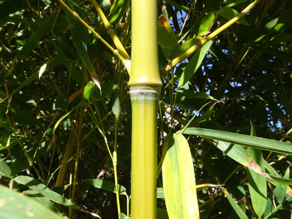 Phyllostachys aurea Carrière ex Rivière & C.Rivière, 1878