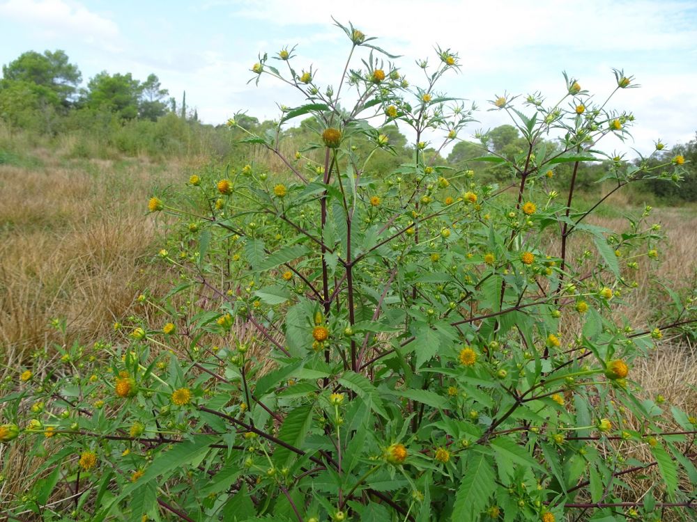Bidens frondosa L., 1753