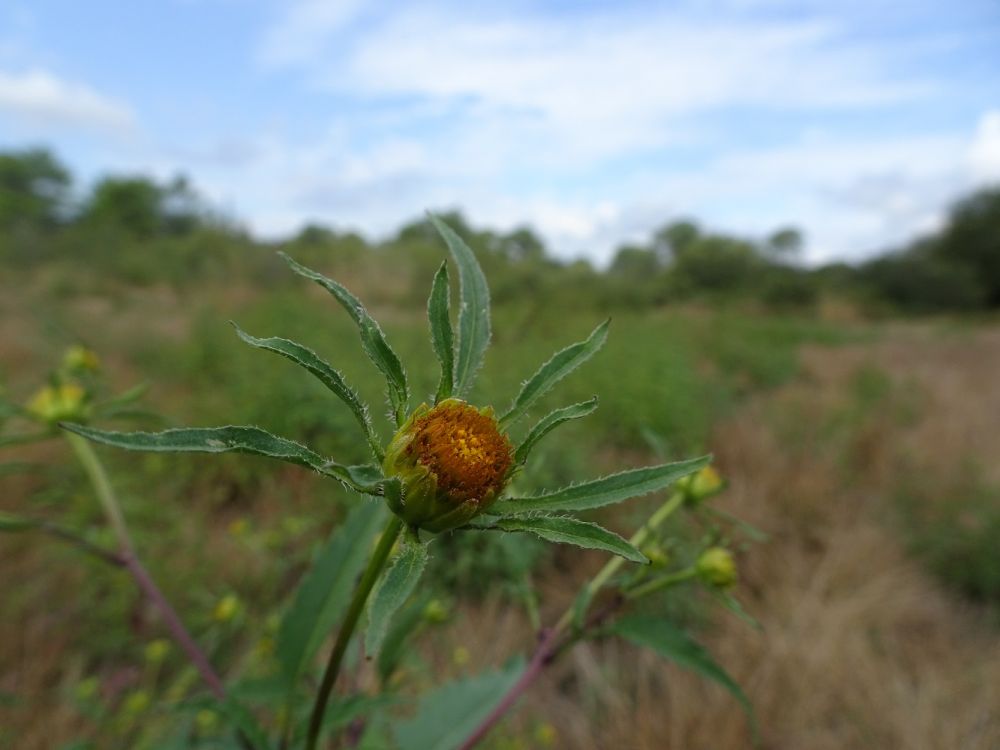 Bidens frondosa L., 1753