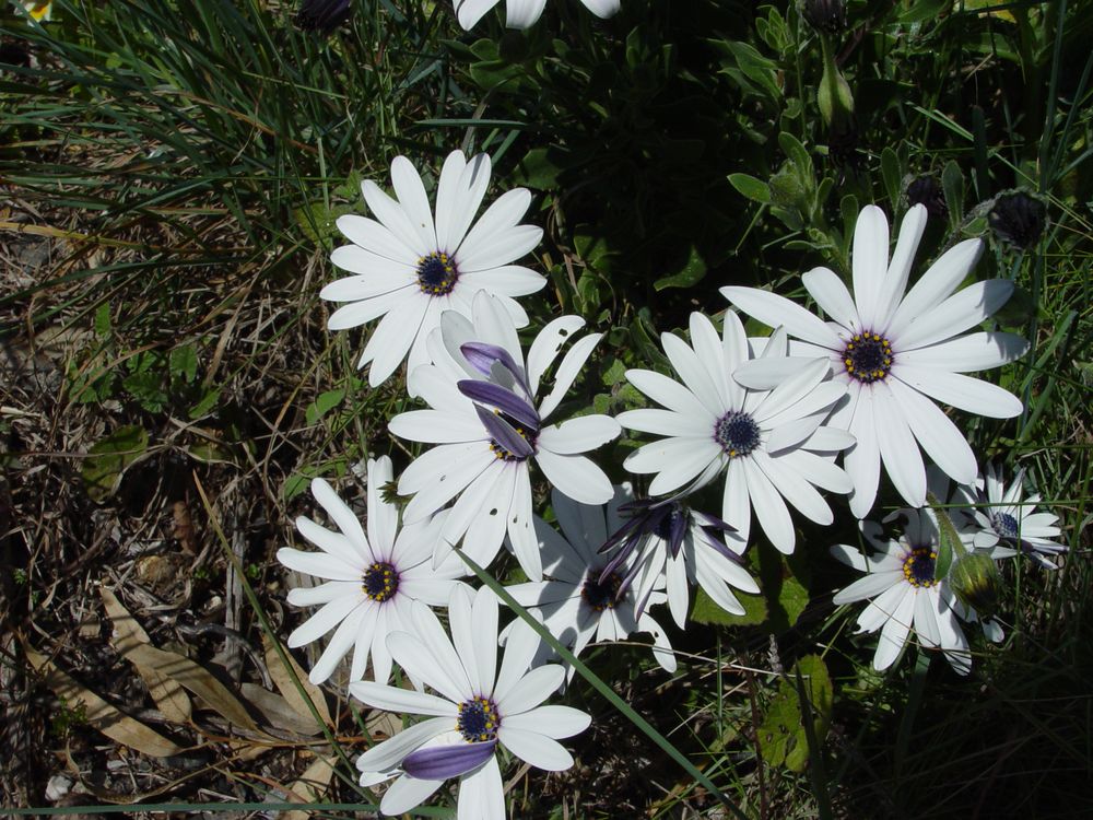 Osteospermum ecklonis (DC.) Norl., 1943