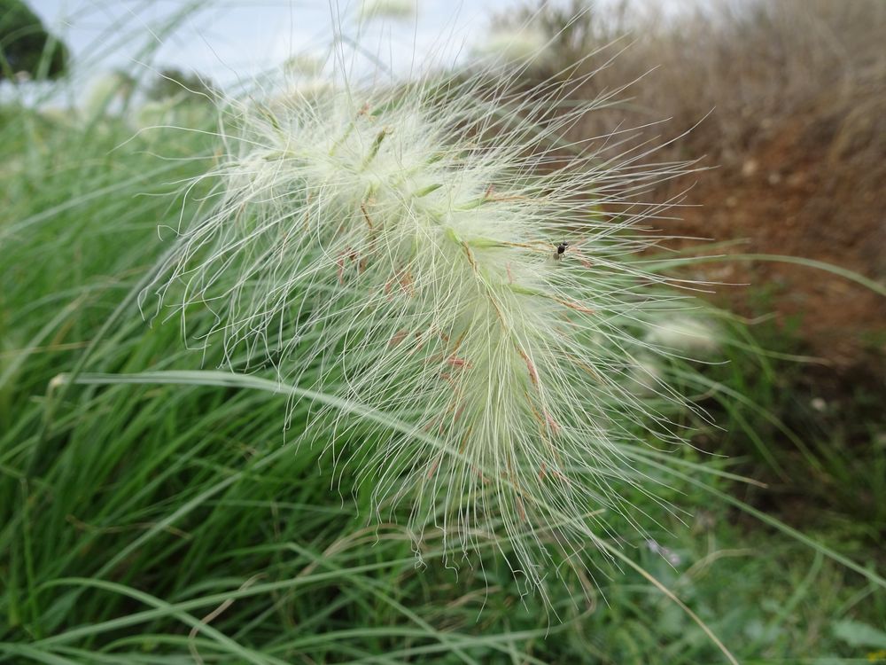 Cenchrus longisetus M.C.Johnst., 1963 [syn. Pennisetum villosum R.Br. ex Fresen., 1837]