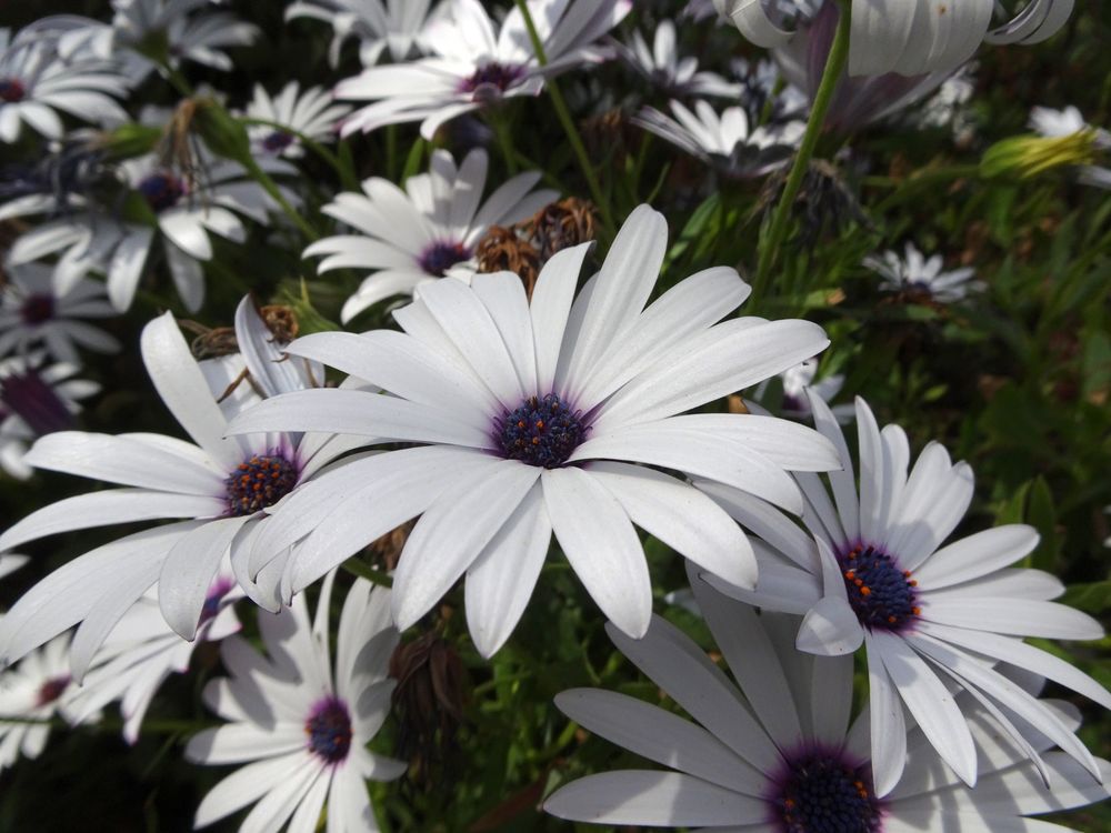Osteospermum ecklonis (DC.) Norl., 1943