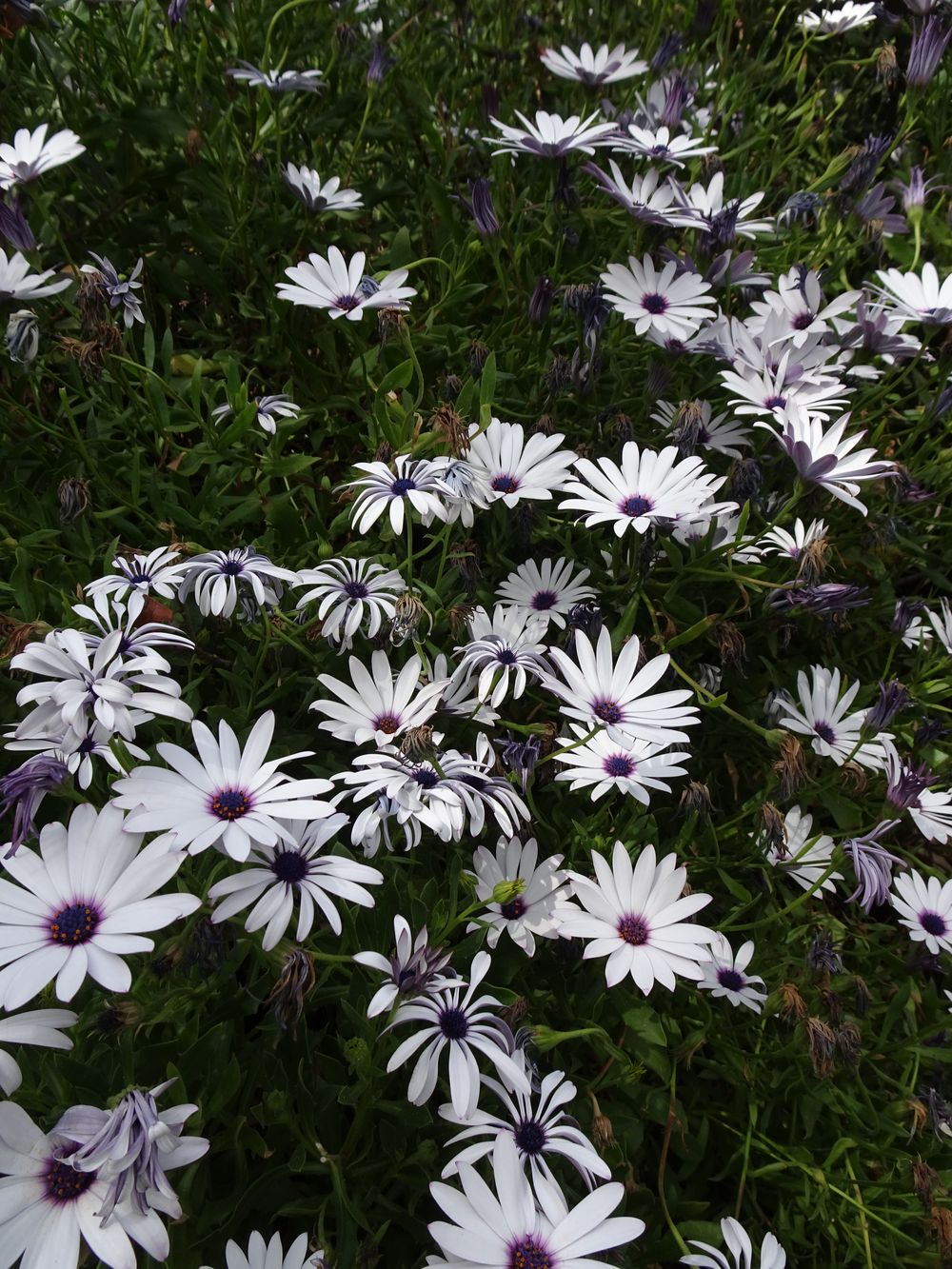Osteospermum ecklonis (DC.) Norl., 1943
