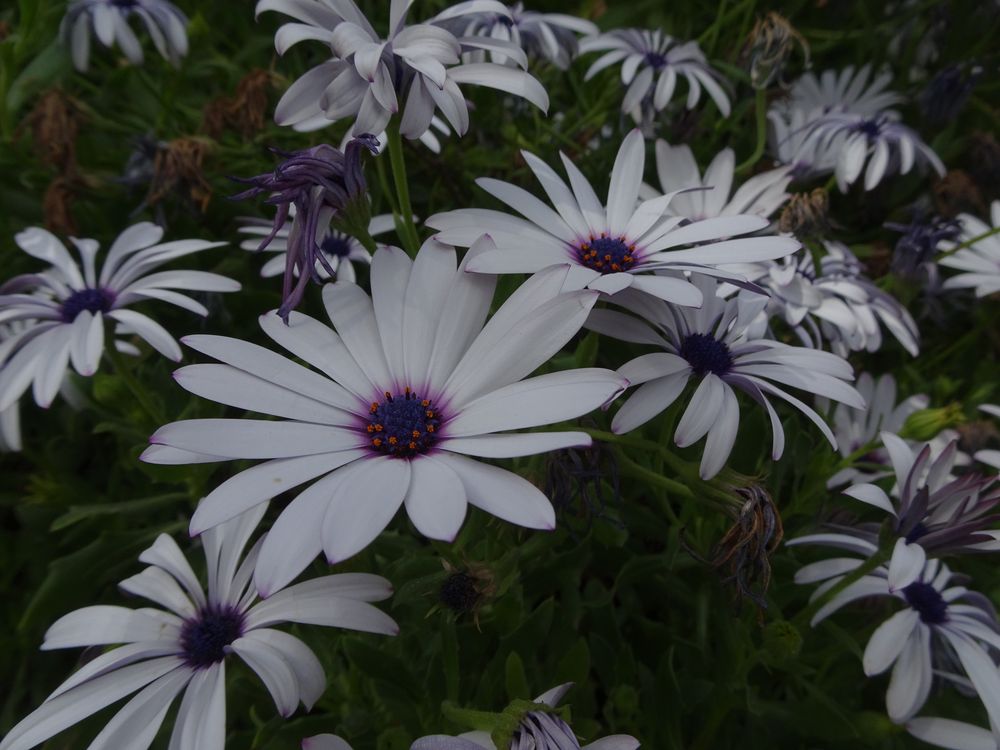 Osteospermum ecklonis (DC.) Norl., 1943