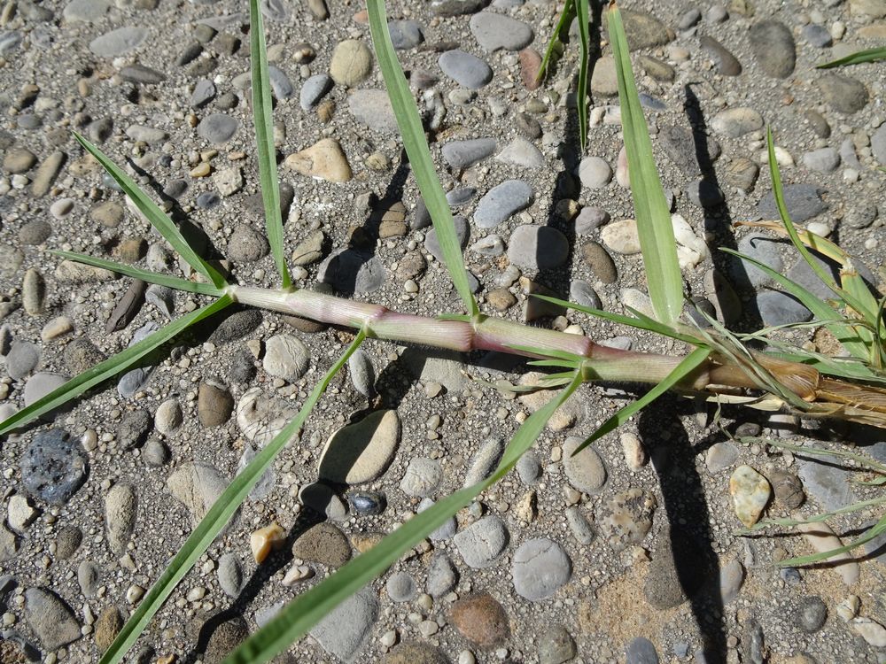 Cenchrus clandestinus (Hochst. ex Chiov.) Morrone, 2010 [syn. Pennisetum clandestinum C.F. Hochstetter ex E. Chiovenda ; Kikuyuochloa clandestina (Hochst. ex Chiov.) H.Scholz, 2006]