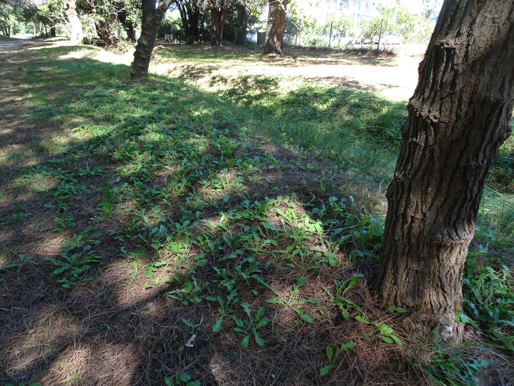 Arctotheca calendula (L.) Levyns, 1942