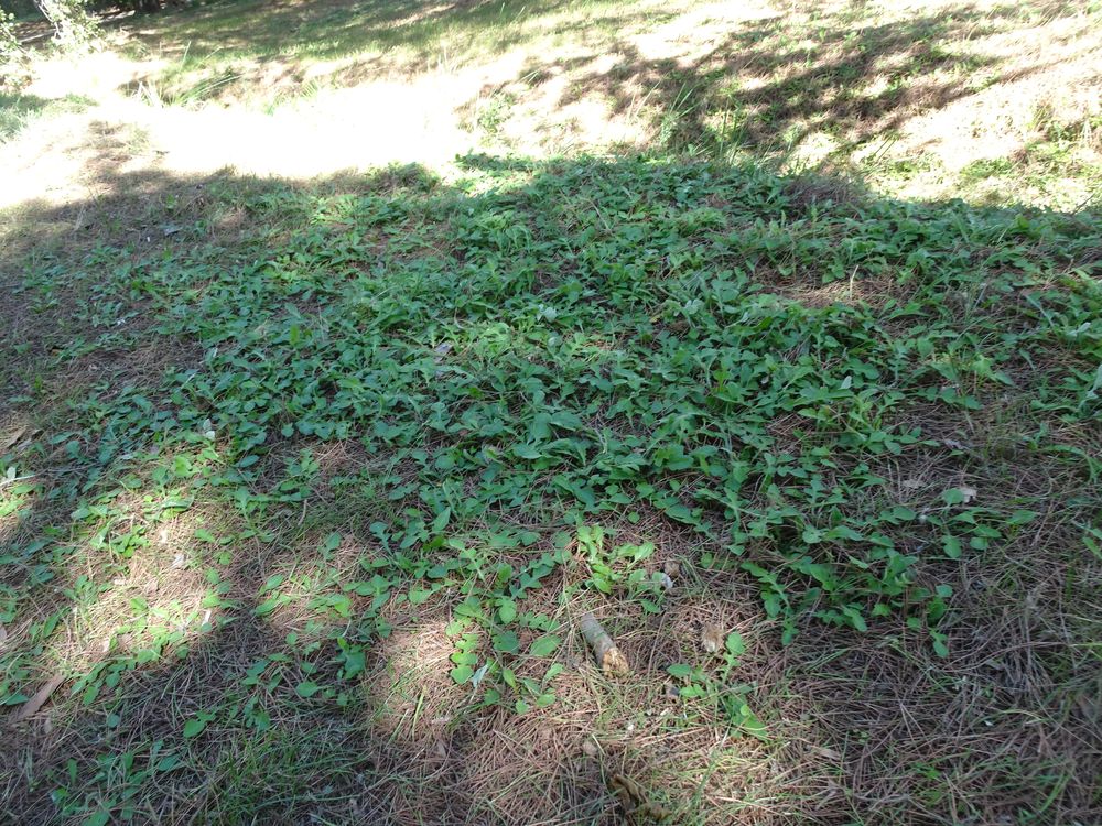 Arctotheca calendula (L.) Levyns, 1942