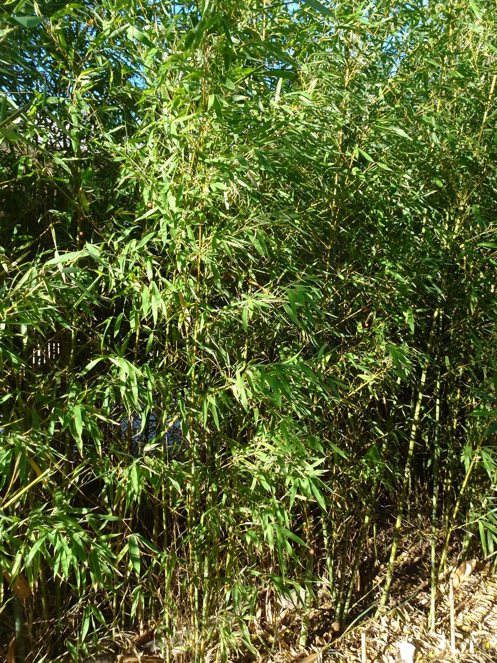 Phyllostachys aurea Carrière ex Rivière & C.Rivière, 1878