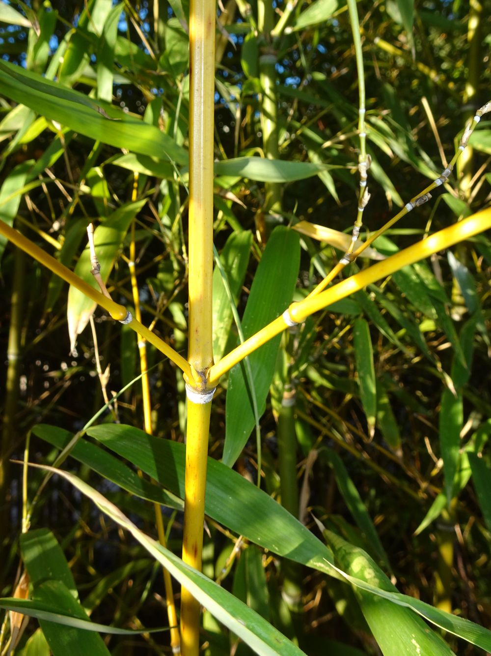 Phyllostachys aurea Carrière ex Rivière & C.Rivière, 1878