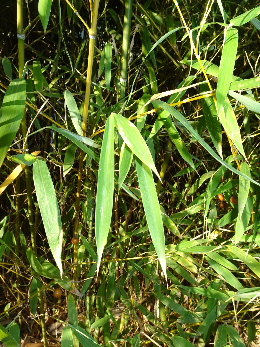 Phyllostachys aurea Carrière ex Rivière & C.Rivière, 1878