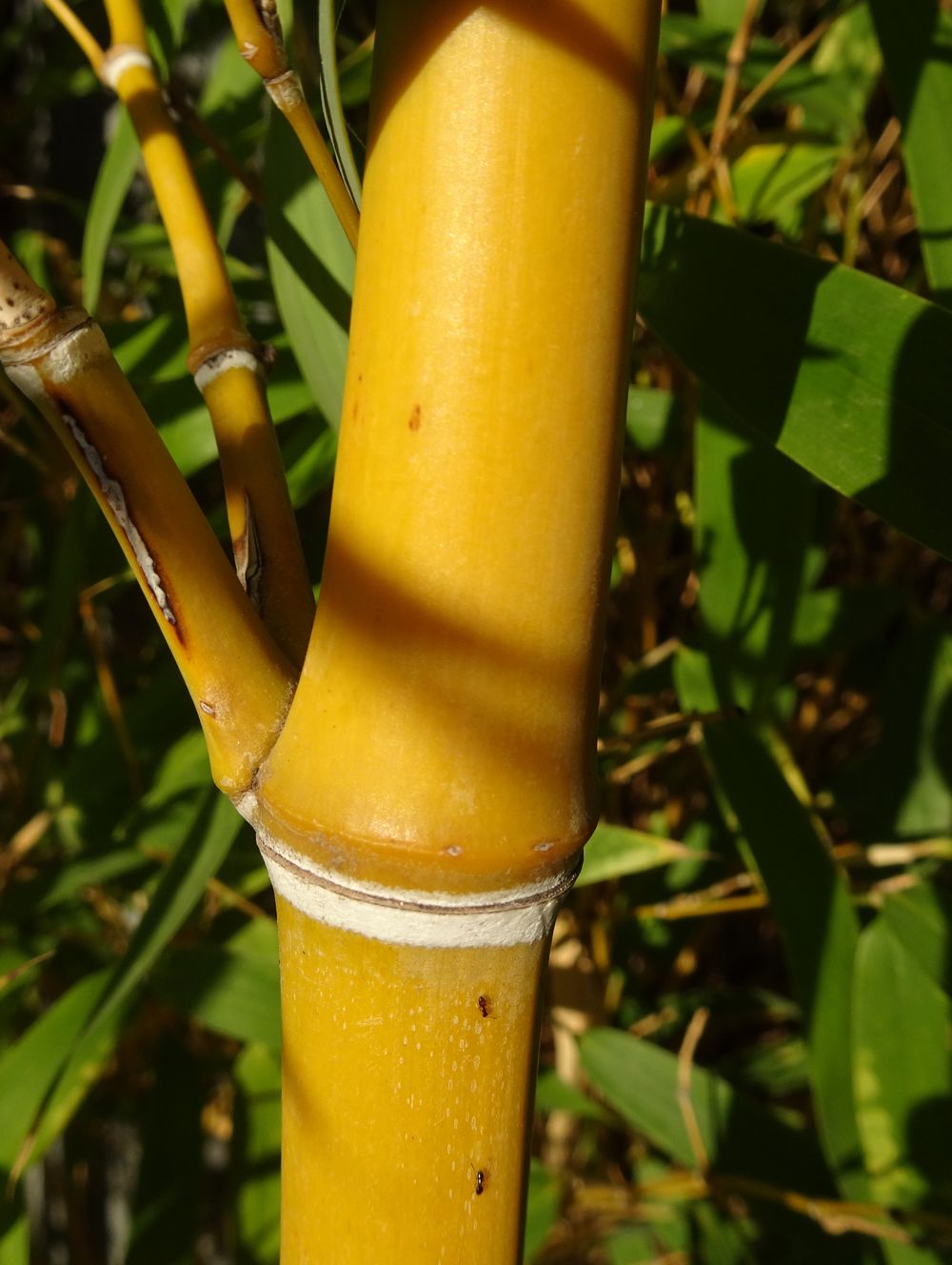 Phyllostachys aurea Carrière ex Rivière & C.Rivière, 1878