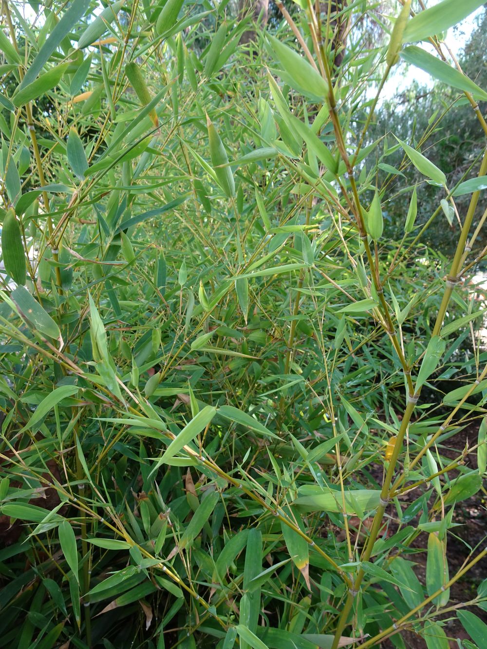 Phyllostachys aurea Carrière ex Rivière & C.Rivière, 1878