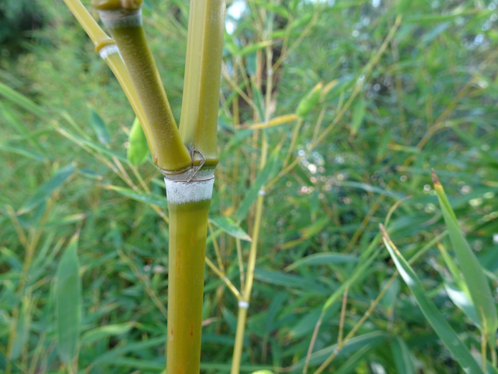 Phyllostachys aurea Carrière ex Rivière & C.Rivière, 1878