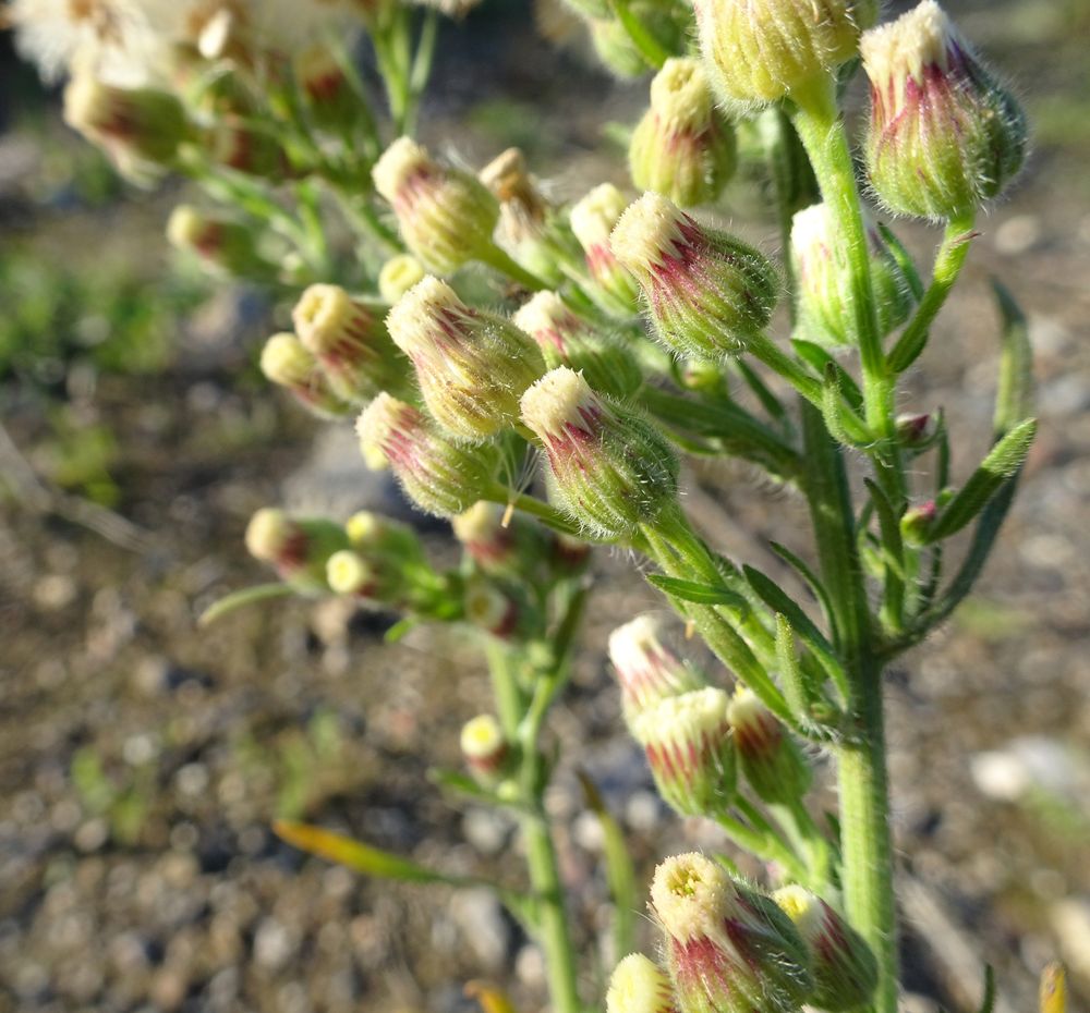 Erigeron bonariensis L., 1753 [syn. Conyza bonariensis (L.) Cronquist, 1943]