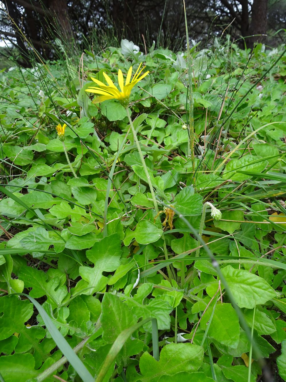 Arctotheca calendula (L.) Levyns, 1942