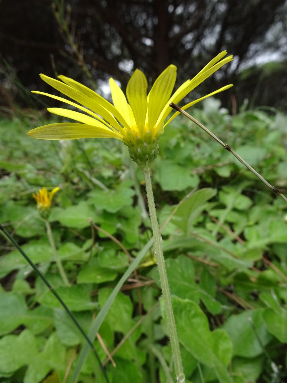 Arctotheca calendula (L.) Levyns, 1942