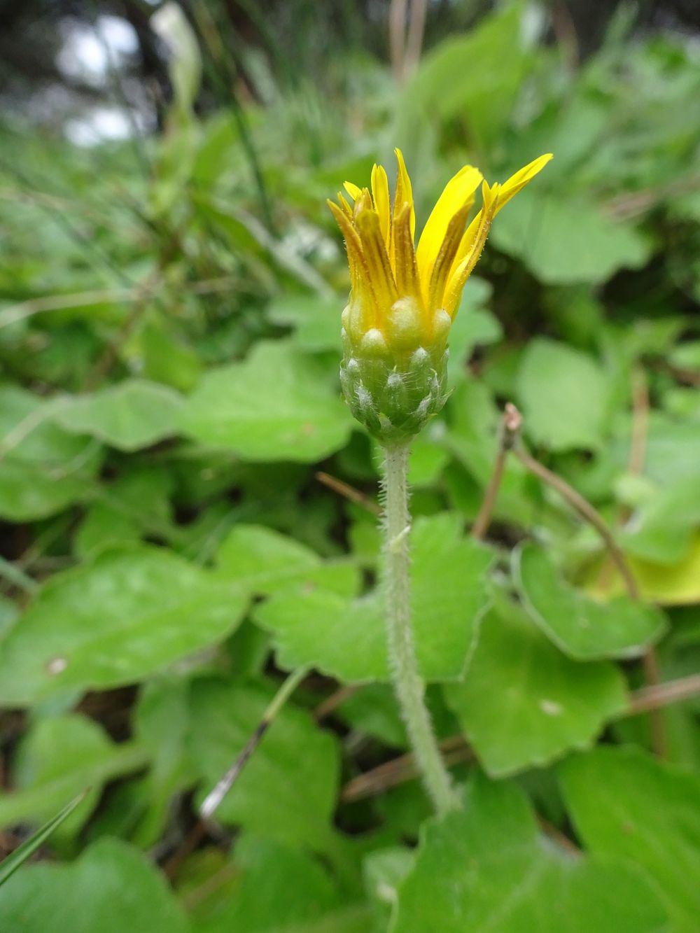 Arctotheca calendula (L.) Levyns, 1942