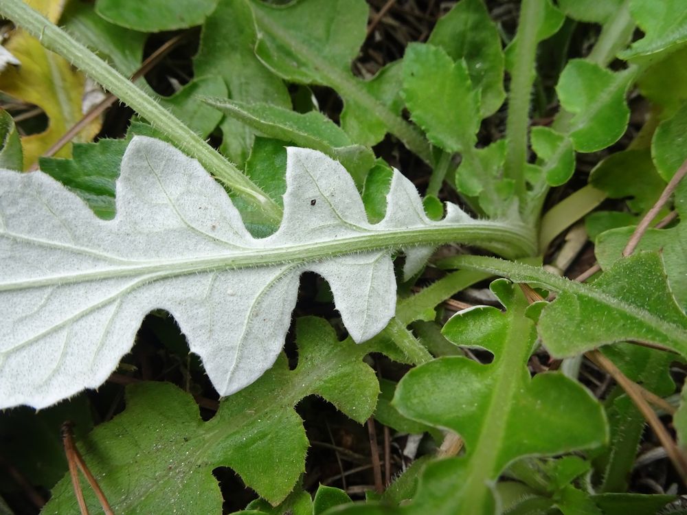 Arctotheca calendula (L.) Levyns, 1942