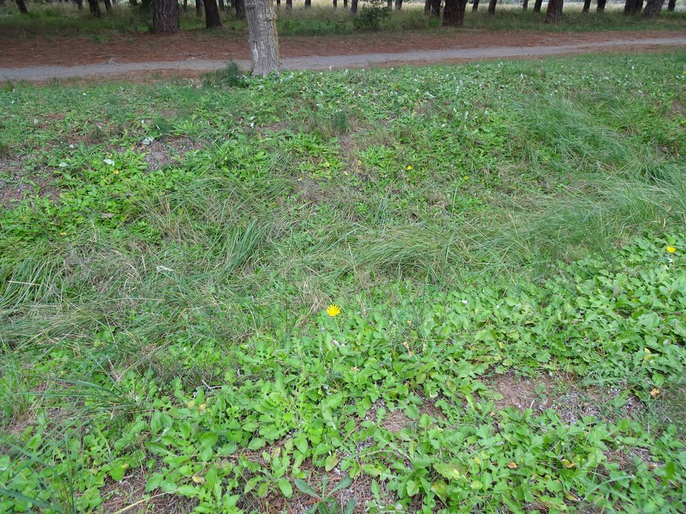 Arctotheca calendula (L.) Levyns, 1942