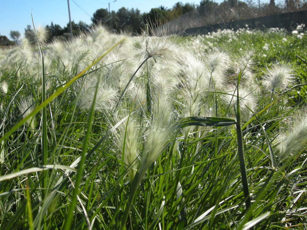 Cenchrus longisetus M.C.Johnst., 1963 [syn. Pennisetum villosum R.Br. ex Fresen., 1837]
