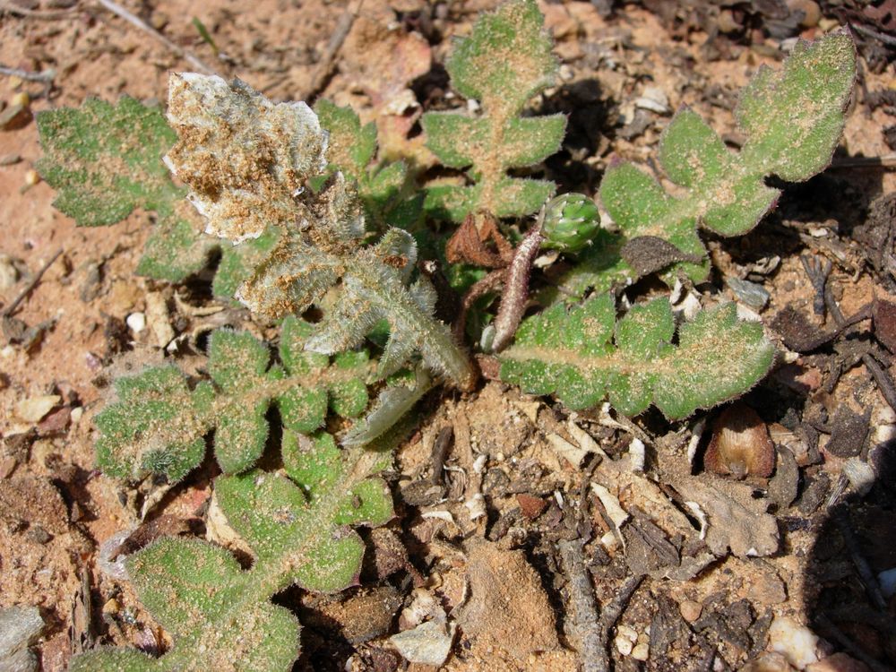 Arctotheca calendula (L.) Levyns, 1942