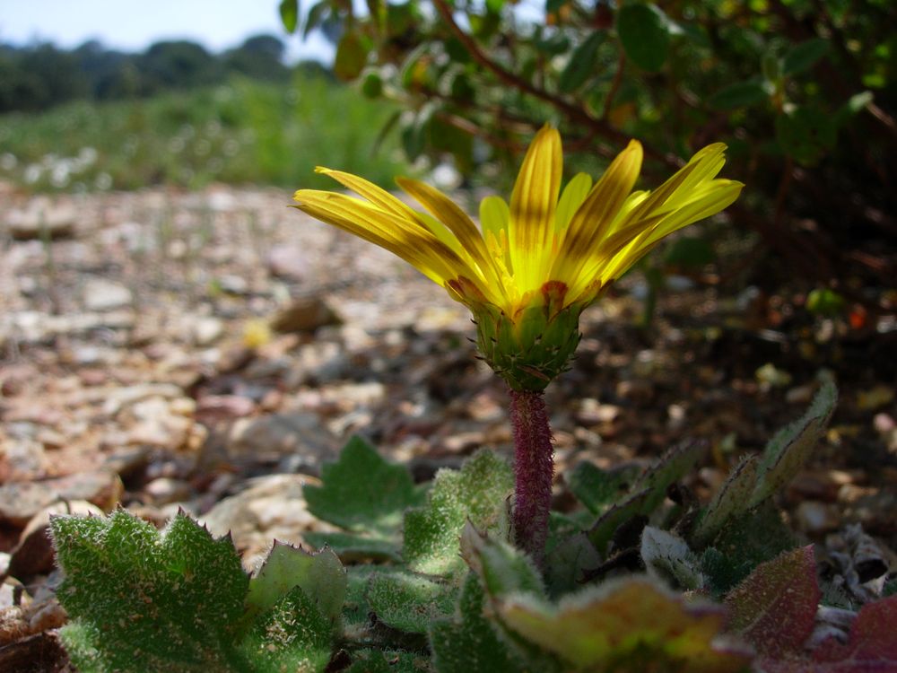 Arctotheca calendula (L.) Levyns, 1942