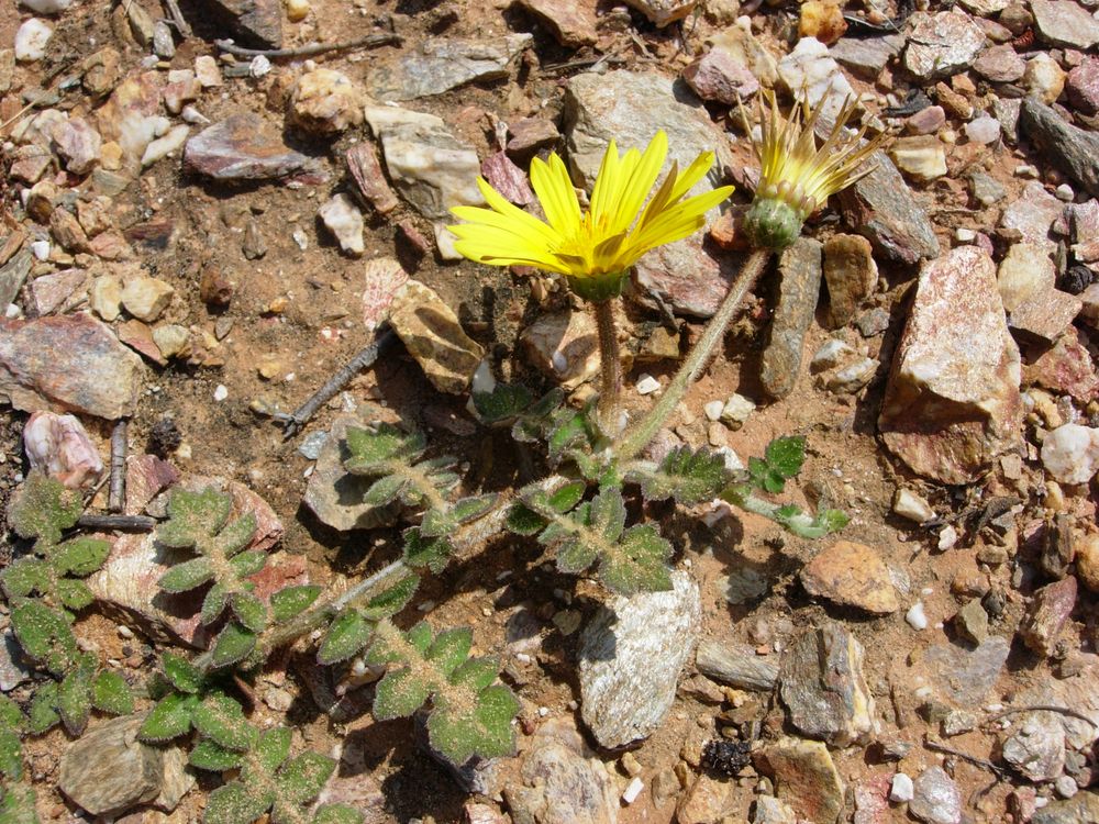 Arctotheca calendula (L.) Levyns, 1942