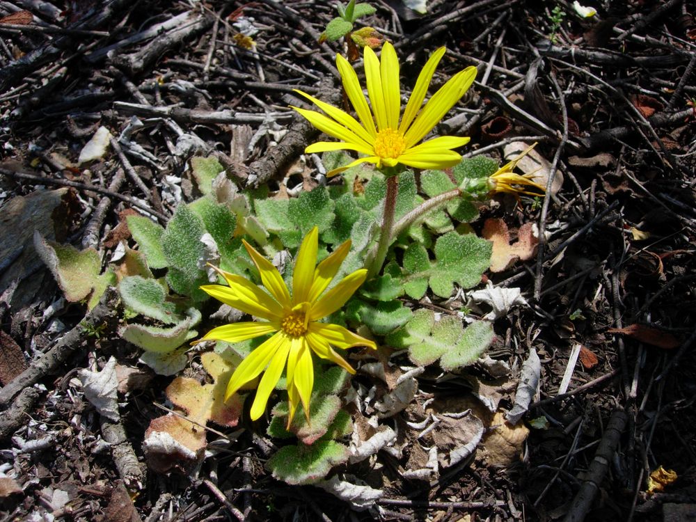 Arctotheca calendula (L.) Levyns, 1942