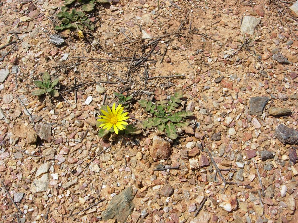 Arctotheca calendula (L.) Levyns, 1942