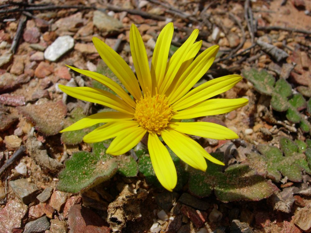 Arctotheca calendula (L.) Levyns, 1942
