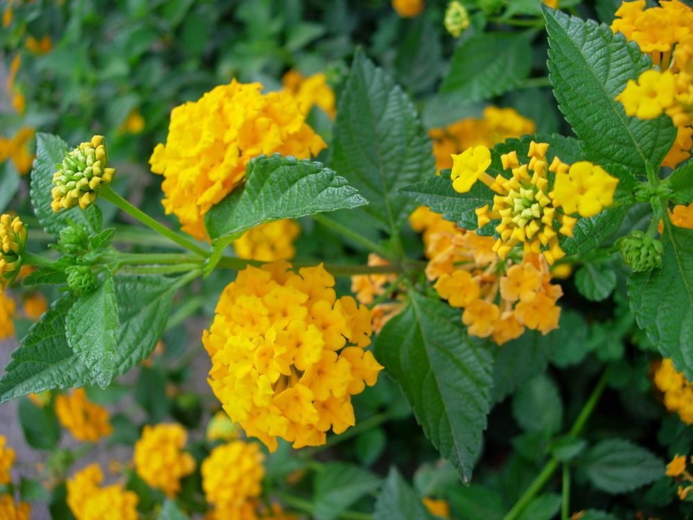 Lantana strigocamara R.W.Sanders, 2006 [syn. Lantana x strigocamara R.W.Sanders, 2006]