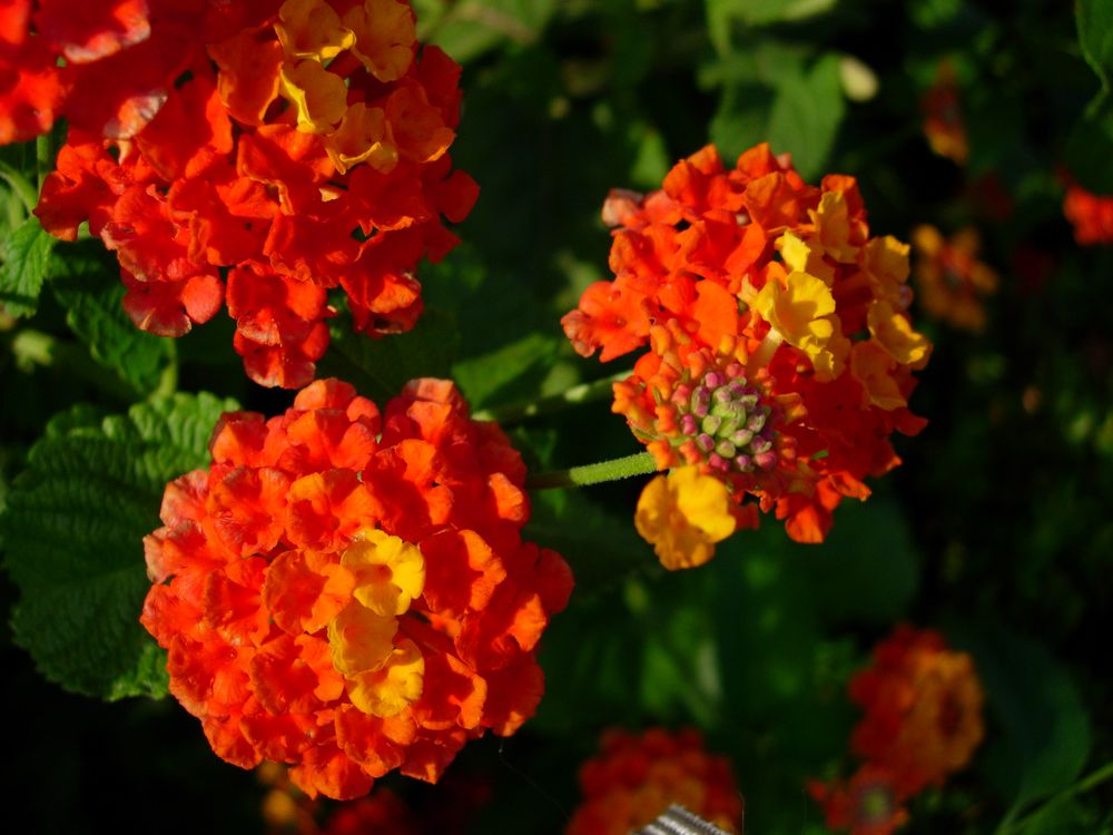 Lantana strigocamara R.W.Sanders, 2006 [syn. Lantana x strigocamara R.W.Sanders, 2006]