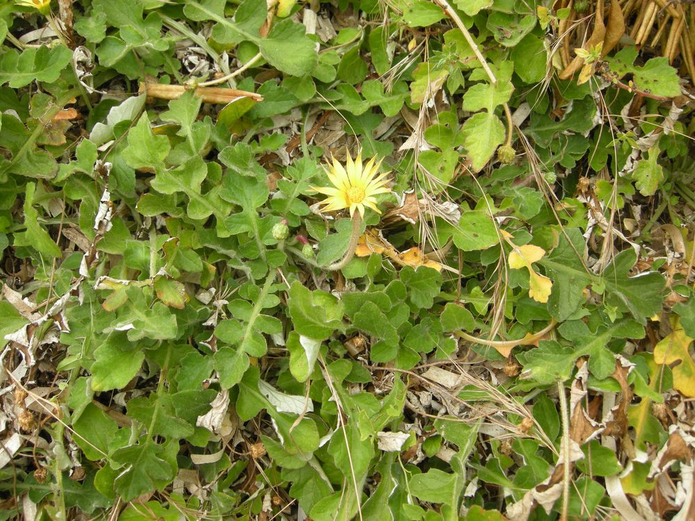 Arctotheca calendula (L.) Levyns, 1942