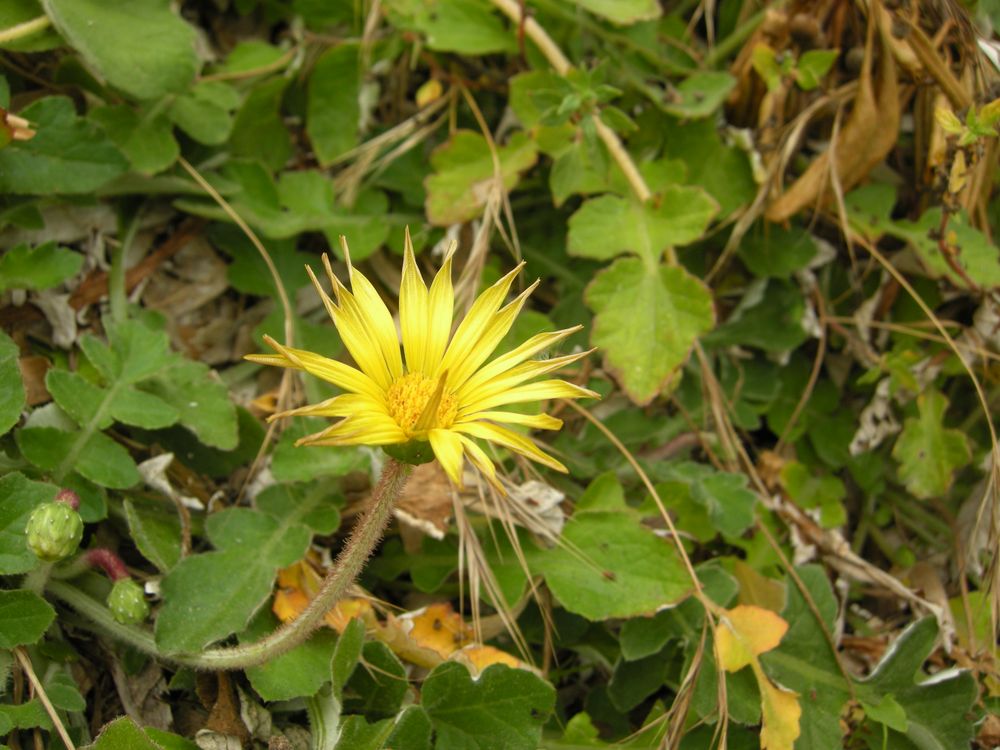 Arctotheca calendula (L.) Levyns, 1942