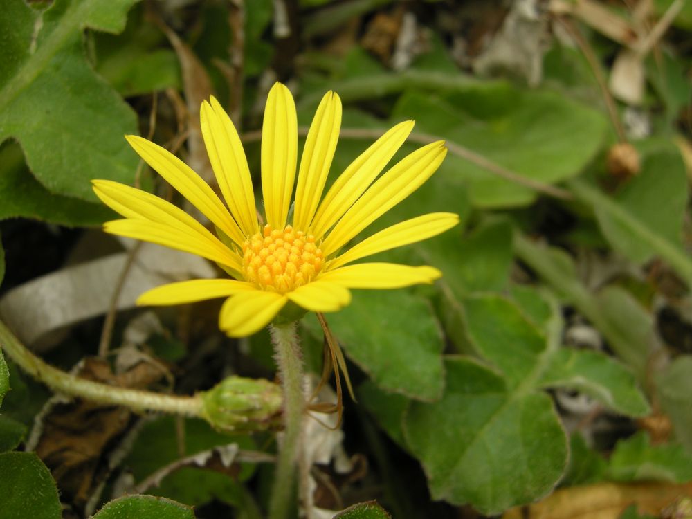 Arctotheca calendula (L.) Levyns, 1942