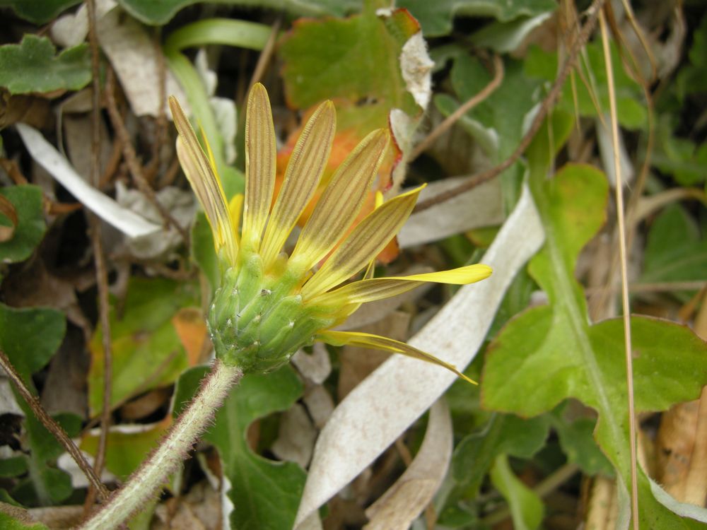 Arctotheca calendula (L.) Levyns, 1942