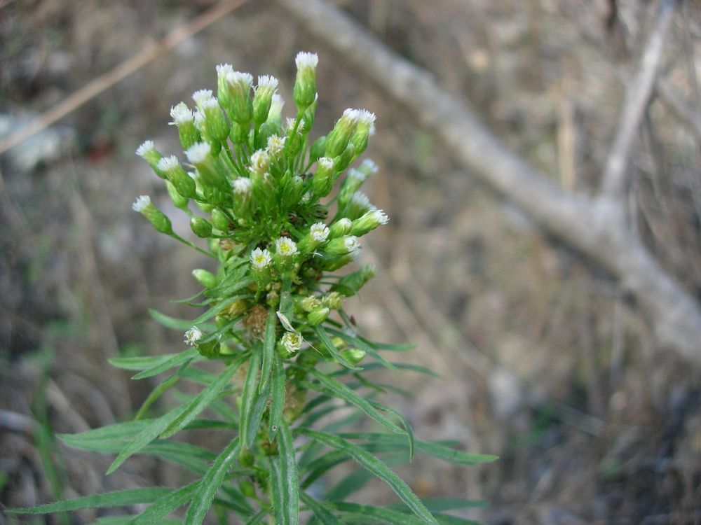 Erigeron canadensis L., 1753 [syn. Conyza canadensis (L.) Cronquist, 1943]