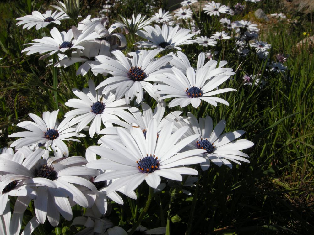 Osteospermum ecklonis (DC.) Norl., 1943