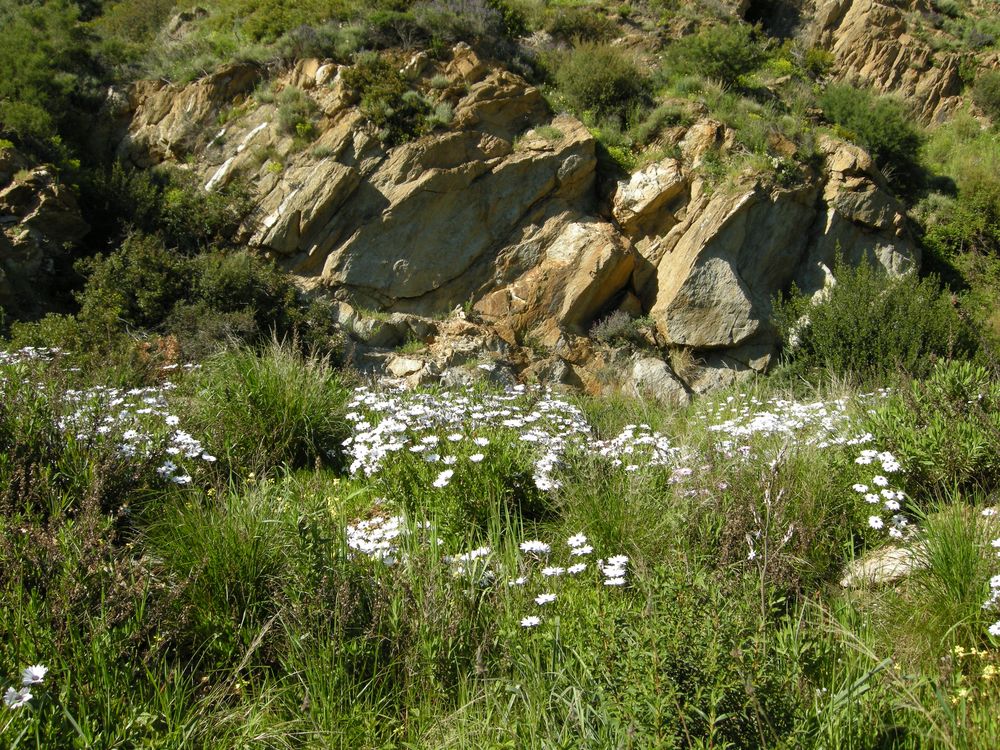 Osteospermum ecklonis (DC.) Norl., 1943