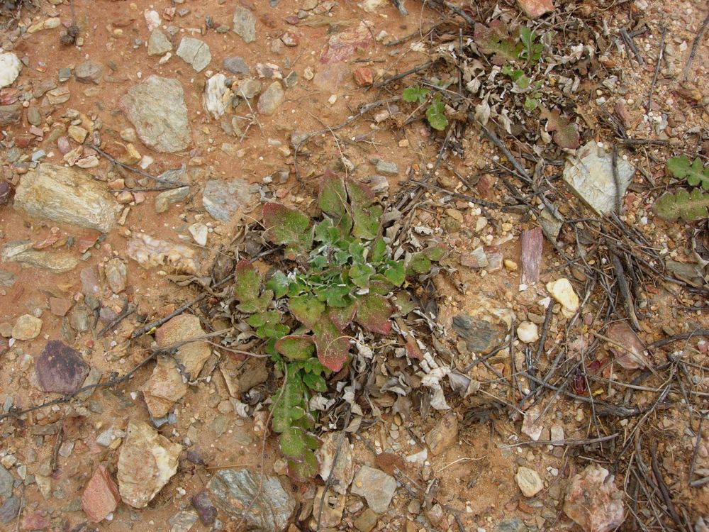 Arctotheca calendula (L.) Levyns, 1942