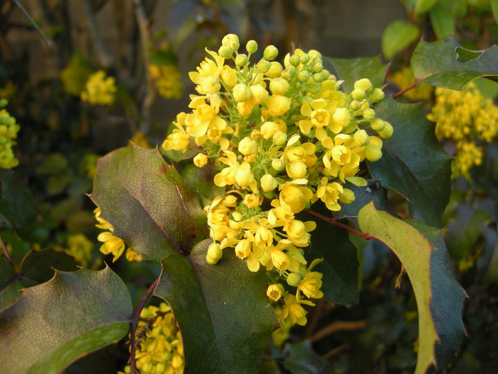 Berberis aquifolium Pursh, 1814 [syn. Mahonia aquifolium (Pursh) Nutt., 1818]