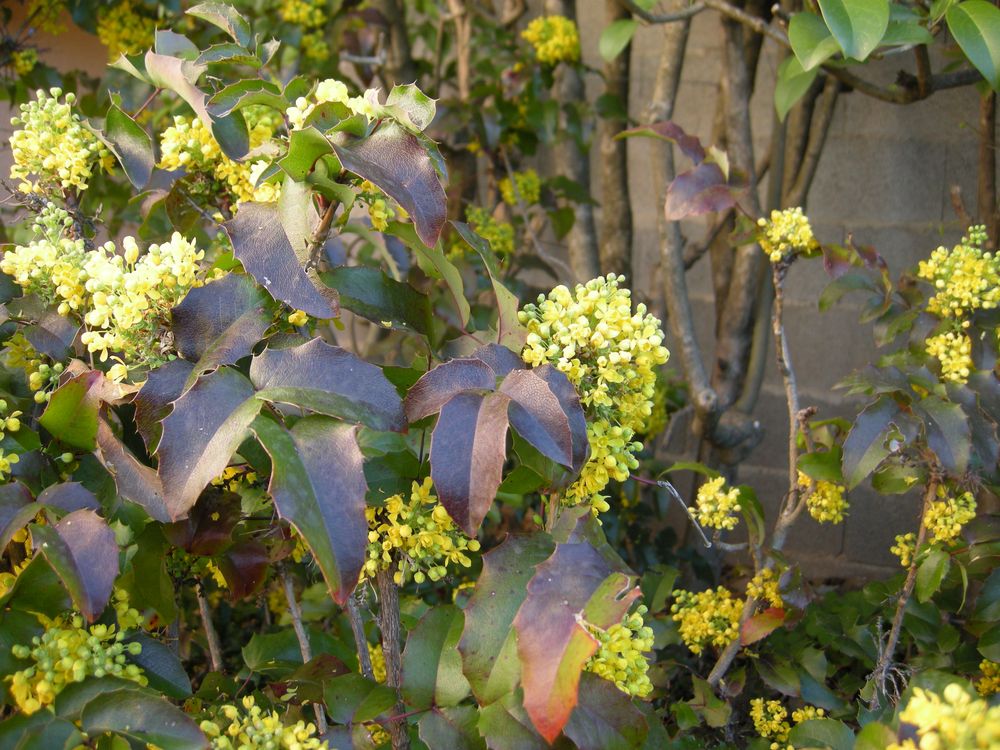 Berberis aquifolium Pursh, 1814 [syn. Mahonia aquifolium (Pursh) Nutt., 1818]