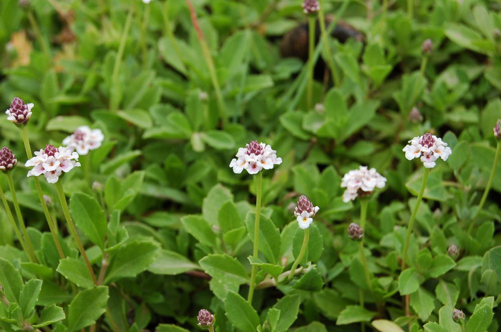 Phyla nodiflora var. minor (Gillies & Hook.) N.O'Leary & Múlgura, 2012 [syn. Phyla filiformis (Schrad.) Meikle, 1985 ; Lippia canescens auct. non Kunth, 1818, sensu P.Fourn., 1937]