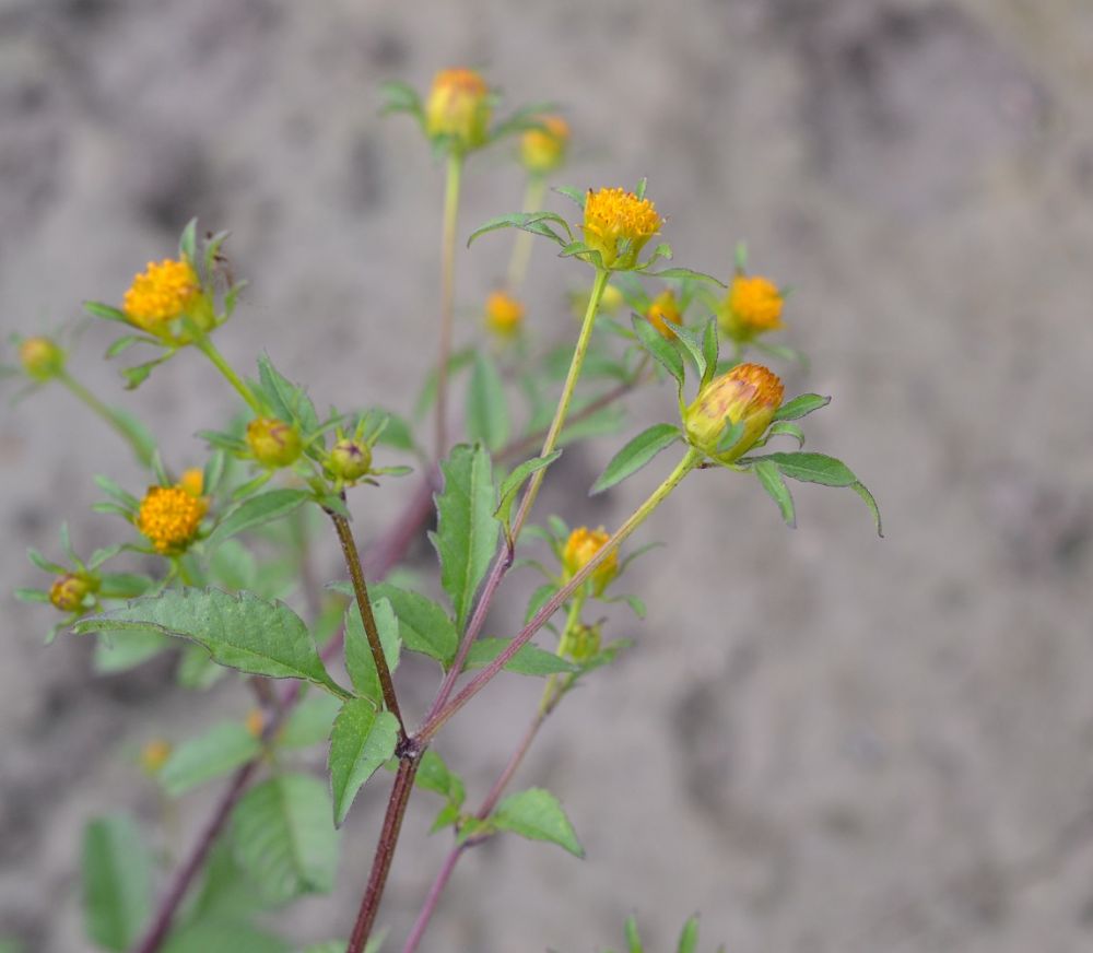 Bidens frondosa L., 1753