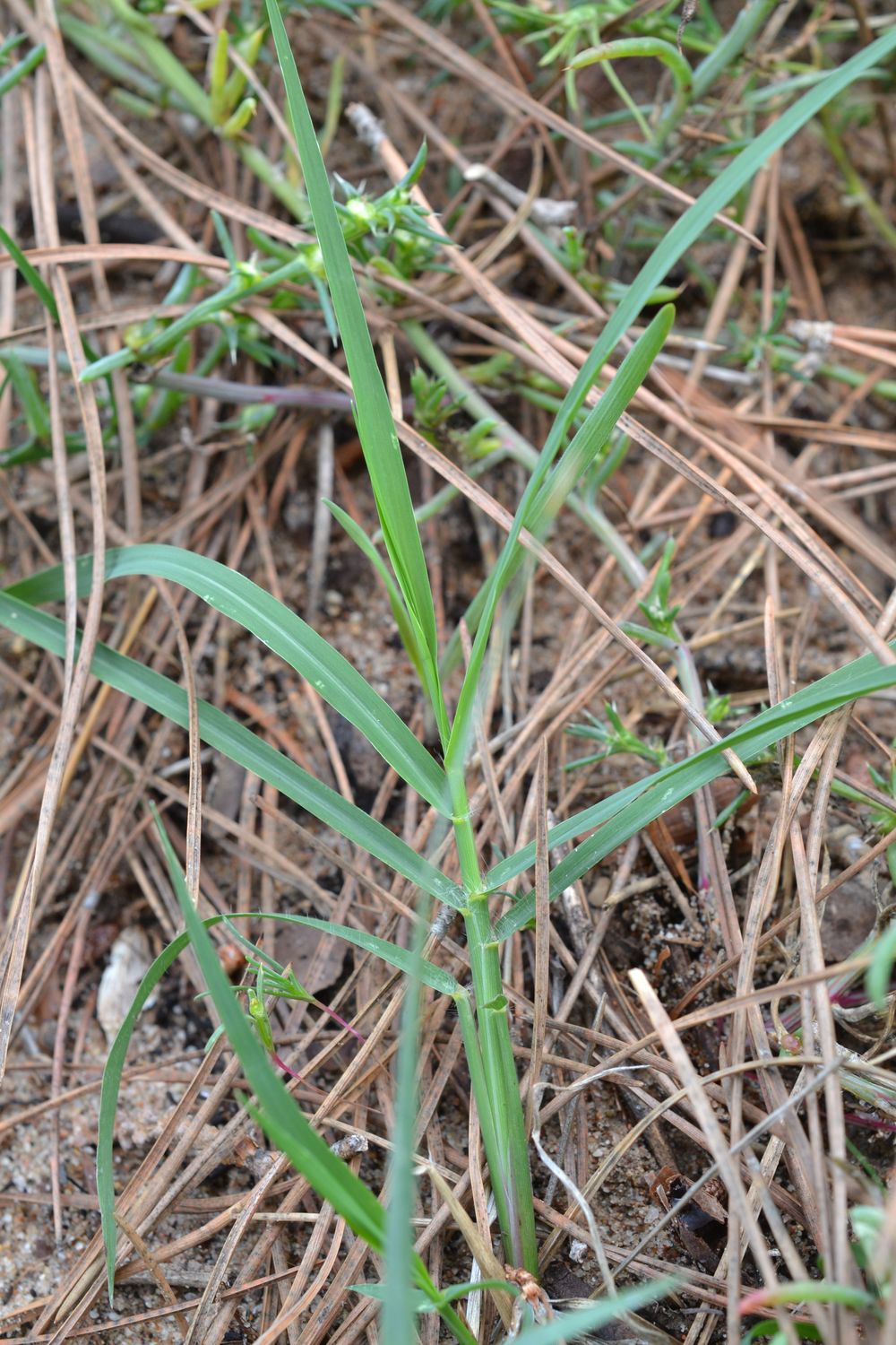 Cenchrus clandestinus (Hochst. ex Chiov.) Morrone, 2010 [syn. Pennisetum clandestinum C.F. Hochstetter ex E. Chiovenda ; Kikuyuochloa clandestina (Hochst. ex Chiov.) H.Scholz, 2006]