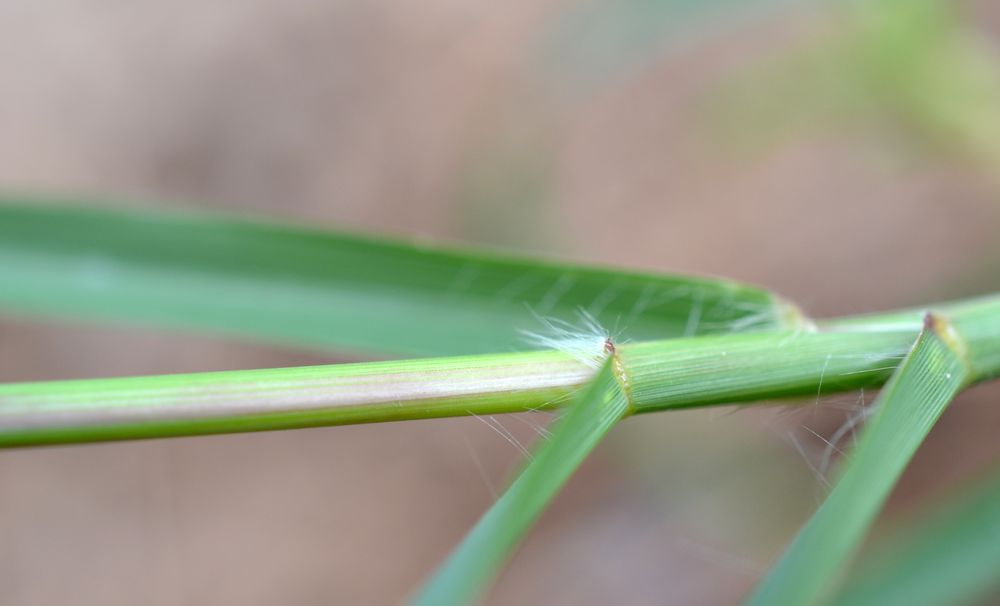 Cenchrus clandestinus (Hochst. ex Chiov.) Morrone, 2010 [syn. Pennisetum clandestinum C.F. Hochstetter ex E. Chiovenda ; Kikuyuochloa clandestina (Hochst. ex Chiov.) H.Scholz, 2006]