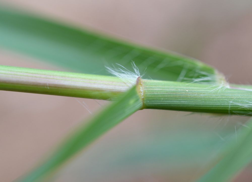 Cenchrus clandestinus (Hochst. ex Chiov.) Morrone, 2010 [syn. Pennisetum clandestinum C.F. Hochstetter ex E. Chiovenda ; Kikuyuochloa clandestina (Hochst. ex Chiov.) H.Scholz, 2006]