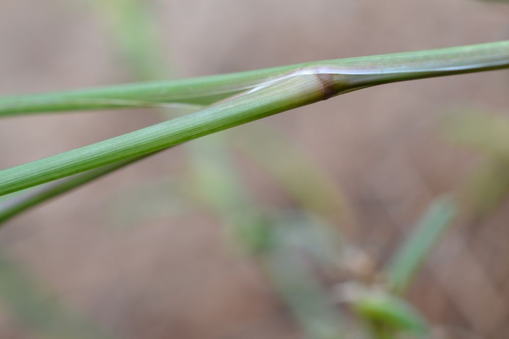 Cenchrus clandestinus (Hochst. ex Chiov.) Morrone, 2010 [syn. Pennisetum clandestinum C.F. Hochstetter ex E. Chiovenda ; Kikuyuochloa clandestina (Hochst. ex Chiov.) H.Scholz, 2006]